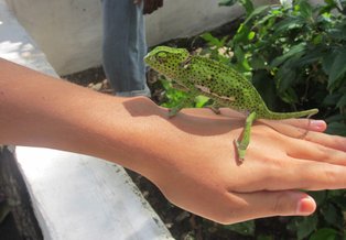 Fra besøg i Reptile Zoo på Zanzibar